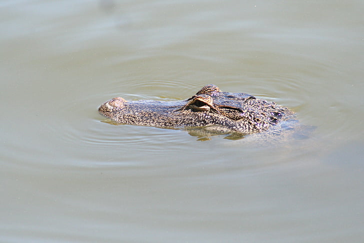 Alligator, Florida, Gator, Reptil, Natur, Tierwelt, Tier