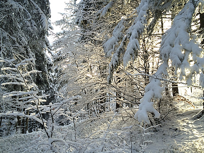 snow, winter, black forest, light, branch, wintry, forest