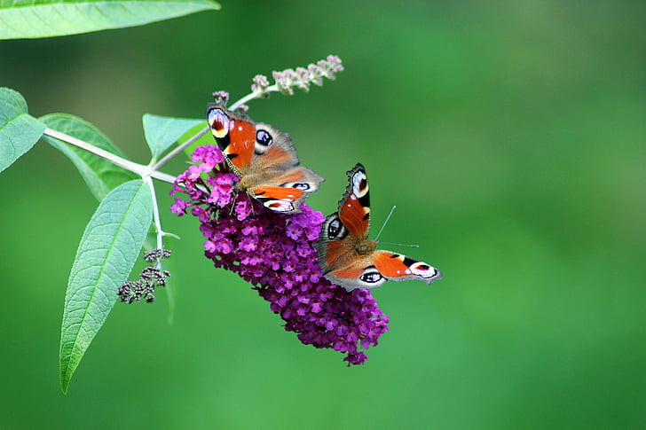 farfalle, natura tagpfauenauge, della farfalla dell'insetto, Edelfalter