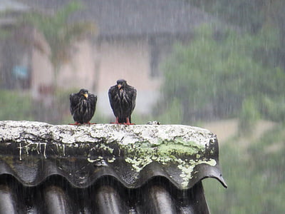 paukščiai, gyvūnija, lietus, Gamta, Armėnija, quindio, Kolumbija