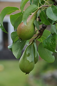 fruit, pear, green