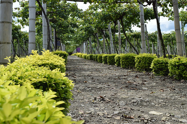 jalan, anggur, kebun anggur, Kolombia, panen, budidaya
