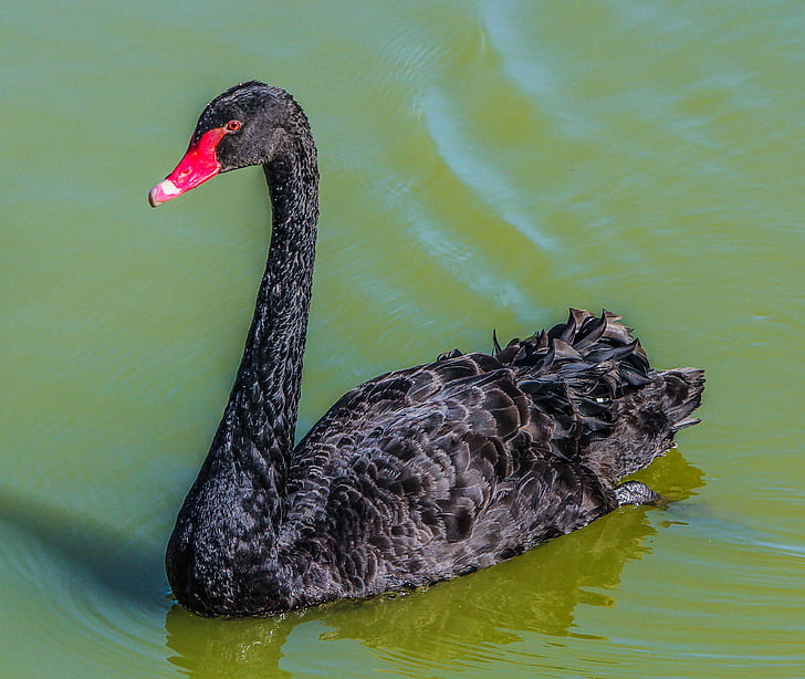 animal, bird, black swan, cygnus atratus, feathers, lake, mammal