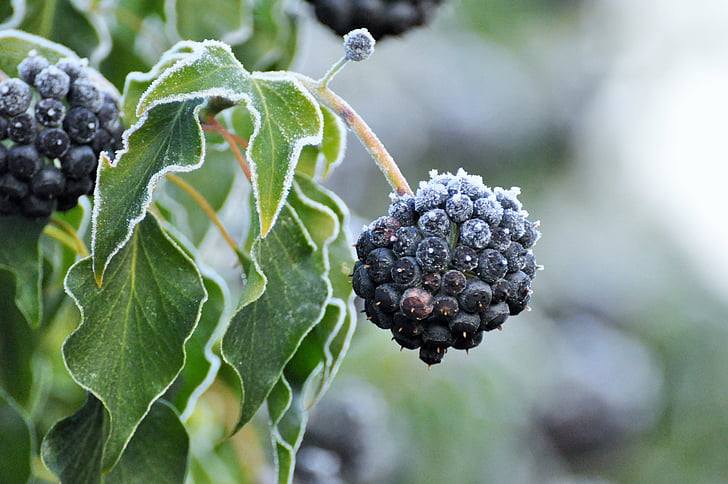 Cluster, fruta, Bush, invierno, jalea, gel, naturaleza