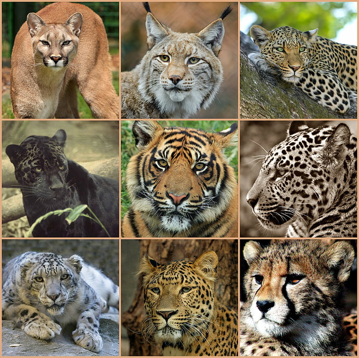 velké kočky, koláž, dravci, zvířata, Divočina, Příroda, volně žijící zvířata