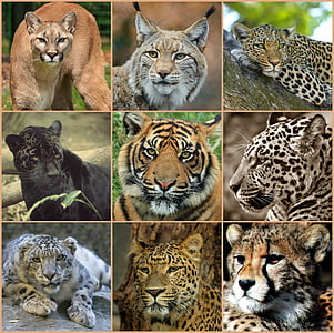 Nagymacskák, kollázs, ragadozók, állatok, vadonban, természet, vadon élő állatok