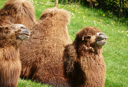 Camel, zvieratá, Príroda, divoké, voľne žijúcich živočíchov, cicavec, Zoo