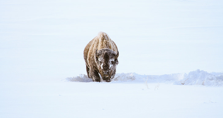 bison, buffalo, snow, feeding, eating, landscape, outdoors