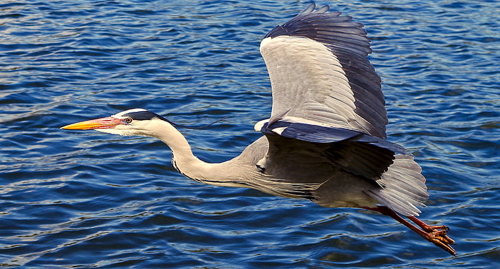grey heron, bird, flying, flight, sea, ocean, wildlife