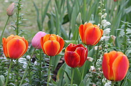 Tulipan, wiosna, kwiatowy, ogród, kwiat, świeży, czerwony