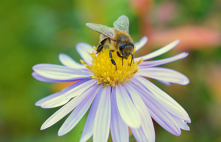 abeja, herbstastern, flor, flor, floración, insectos, polen