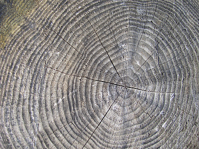 dřevo, strom, pařez, letokruhy, roky, Les, dřevěný