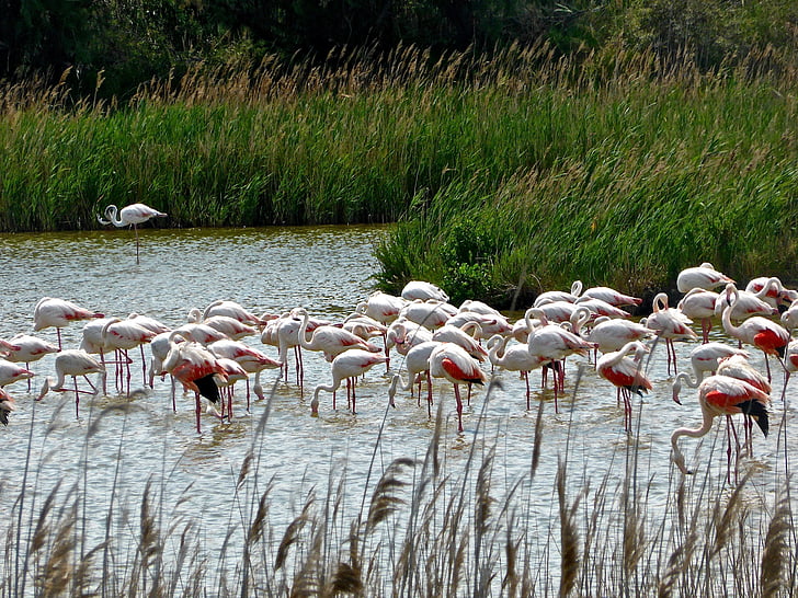 flamingoer, Lake, dyreliv, gruppe, flokk, rosa, fjærdrakt