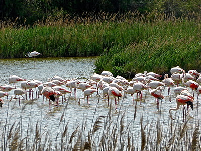 Flamingos, Lake, Wildlife, rühm, karja, roosa, sulestiku