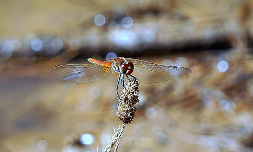 libélula, insectos, libélula roja, rojo, alas, insecto volador, belleza