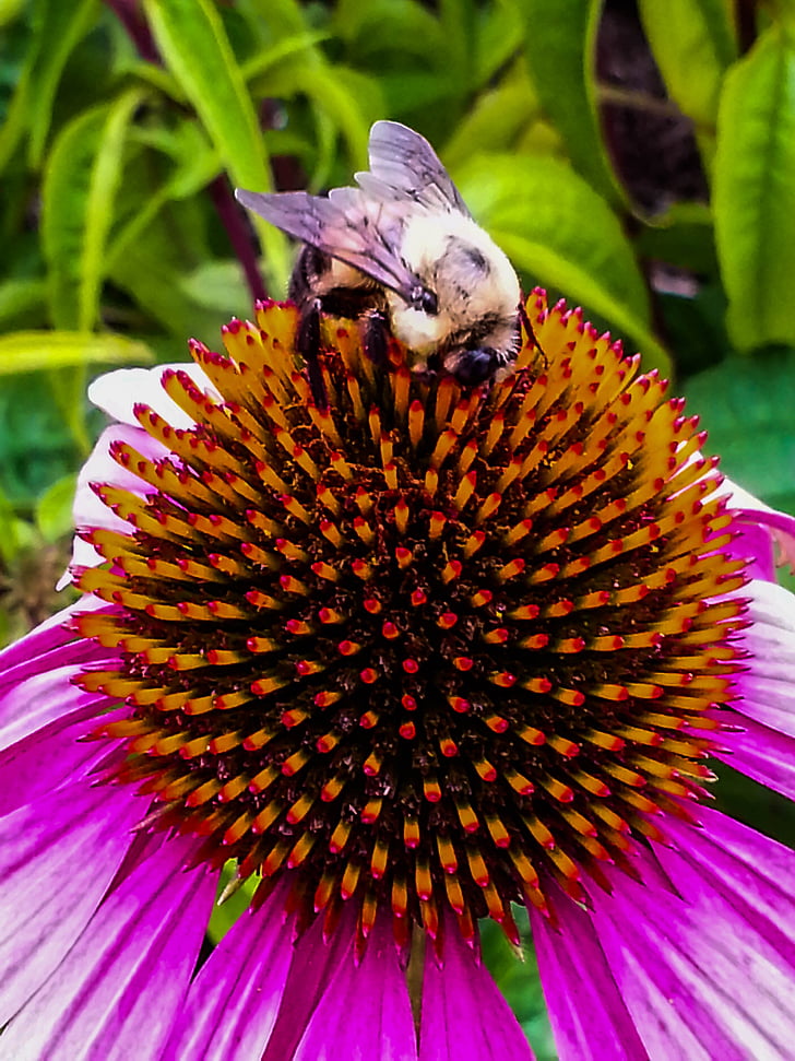 Echinacea, kwiat, Pszczoła, kolorowe, Natura, kolorowe, owad