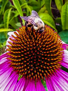 equinácea, flor, abeja, colorido, naturaleza, colorido, insectos