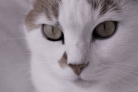 cat, pet, animal, tiger cat, cat's eyes, moustache, cat face