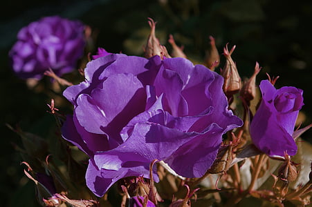 τριαντάφυλλο, Γαλάζια ραψωδία, μπλε τριαντάφυλλο, ομορφότερες τριαντάφυλλο, μπλε, μπουκέτο, λουλούδια