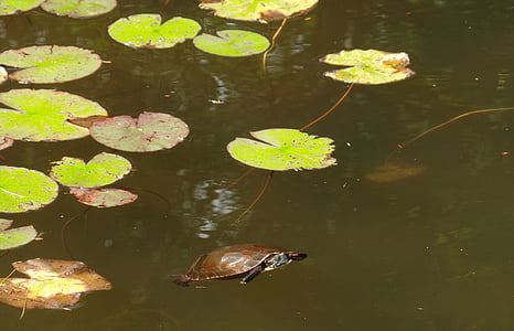 sköldpadda, naturen, dammen