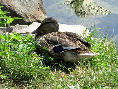 mallard, duck females, water bird, bird, animals, nature
