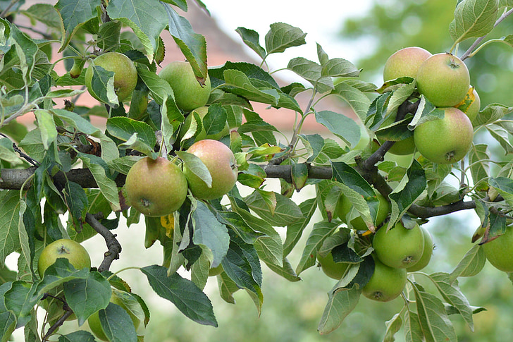 Apple, äppelträd, gren, träd, frukt, vitaminer