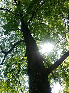 δέντρο, φως, σκιά, ακτίνες, φύση, υπόλοιπο, φύλλωμα