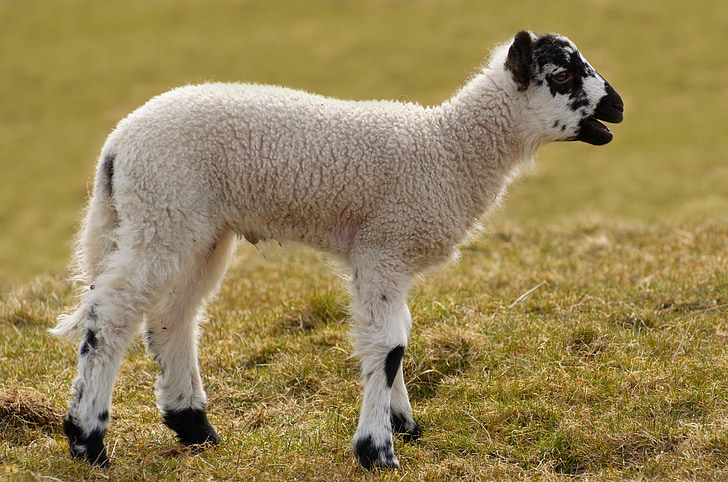 lamb, sheep, young, farm, cub, white, black