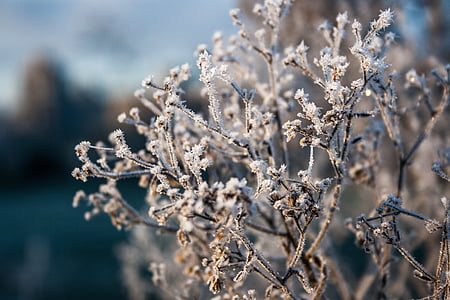 Frost, Vinter, kalde, isen, gel, blader, krystaller