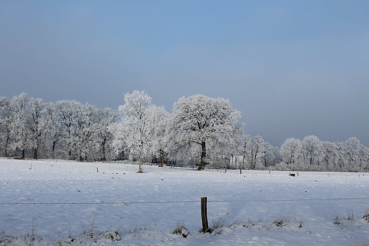 vinter, landskab, sne, kolde, træer, vinterlige, natur