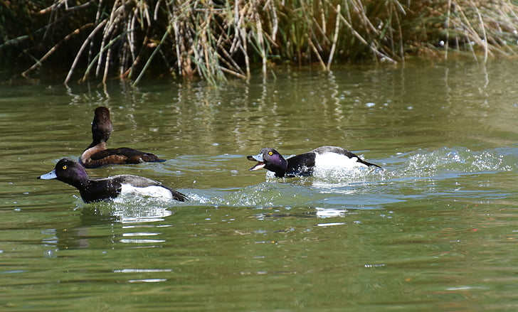 tufted duck, ducks, play, action, cute, funny, water