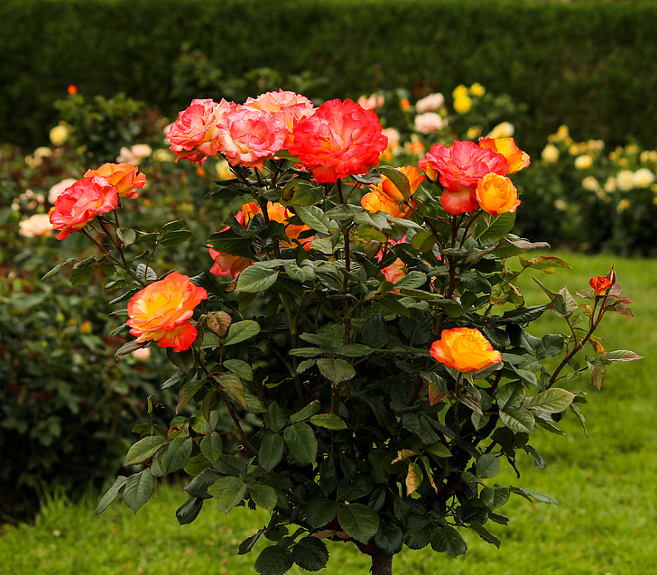 rosetree, cây hoa hồng, Hoa hồng varigated, màu vàng, màu hồng, màu da cam, Hoa đào