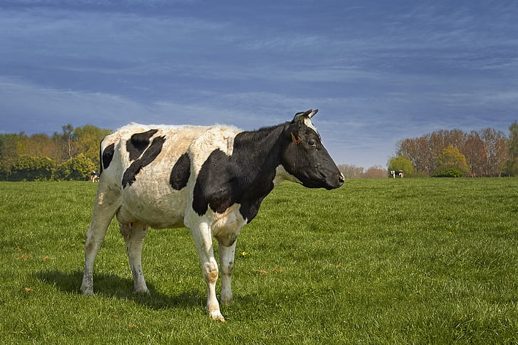 Kuh, Wiese, schwarzes Fell, Natur, Tiere, Rindfleisch, Säugetier