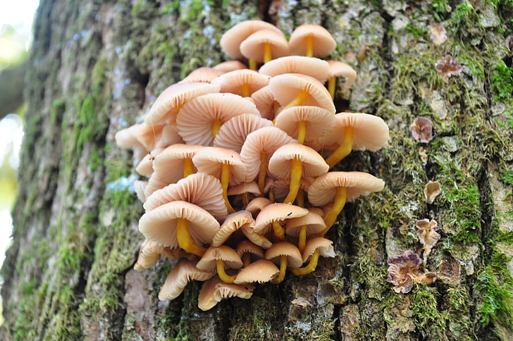 autumn, mushroom, forest, nature