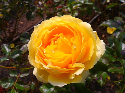 цвете, Роза, растителна, Градина, жълто, природата, венчелистче