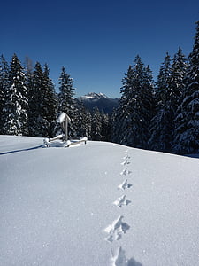 sneeuw, bos, sporen, sneeuwlandschap, winter, boom, Bergen