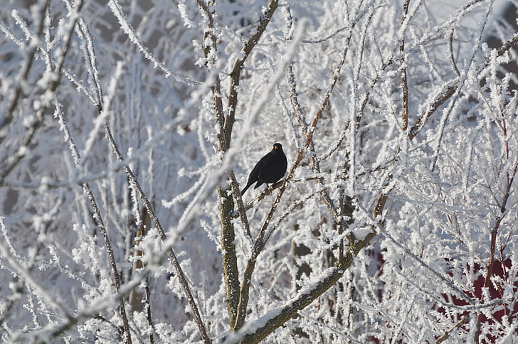 ptica, snijeg, hladno, priroda, zimski krajolik, drvo, životinje