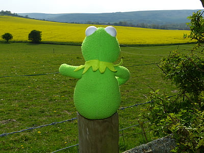 view, field, meadow, fence, sit kermit, frog, green