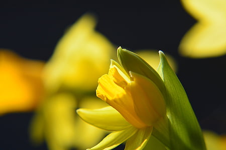 Narcís, Daffodil, macro, tancar, groc, flor, flor