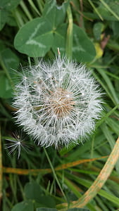 dandelion, autumn, wish you, seeds