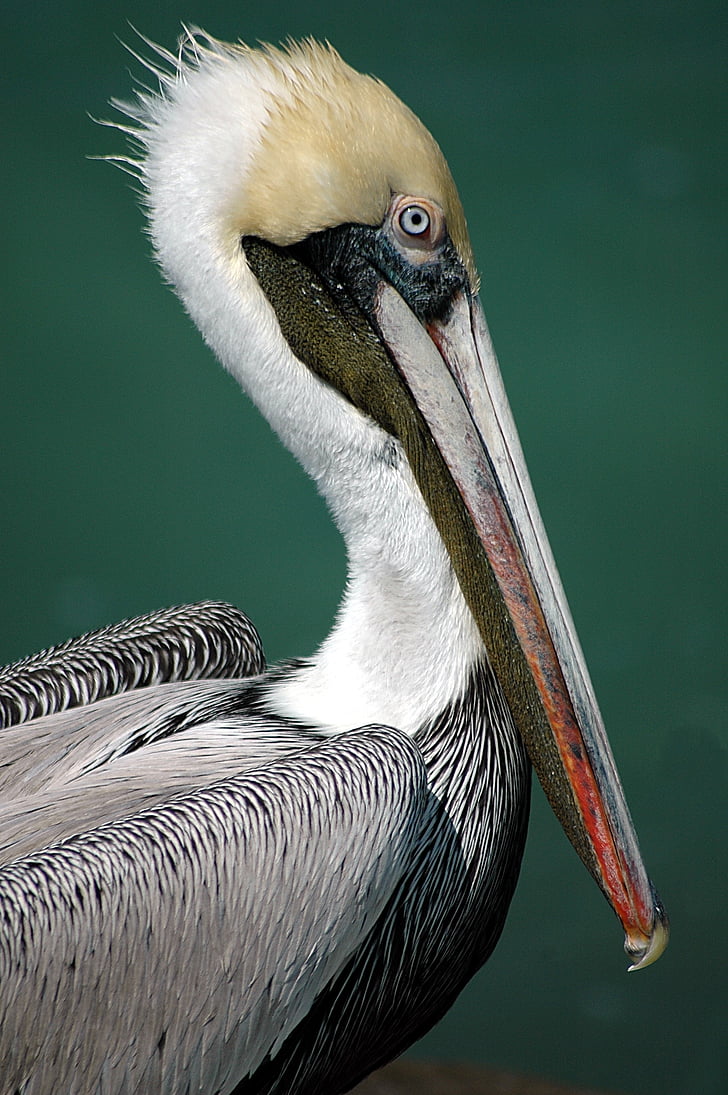 pelican, bird, avian, tropical, water bird, nature, animal