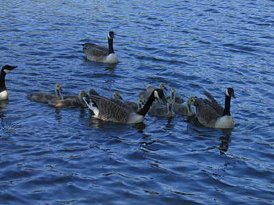 birds, geese, goose, bird, swim, lake, nature