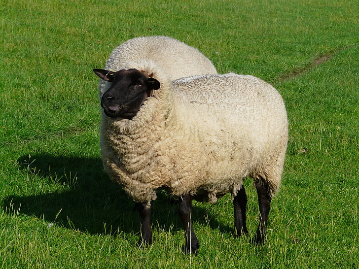 pecore, divertente, felice, masticare, lana, Pecora Rhön, Dike