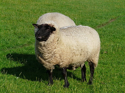 moutons, drôle, heureux, clausse, laine, moutons de la Rhön, digue