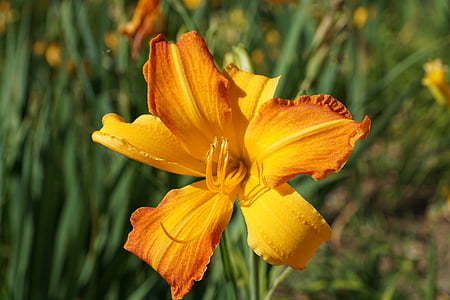 Lily, żółty, kwiat, kwiat, Bloom, Lilia rodziny