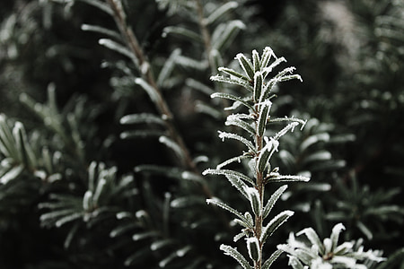 Zima, biljke, biljka, LED, snijeg, Mraz