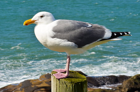 sea gull, bird, gull, blue, seagull, wild, wildlife