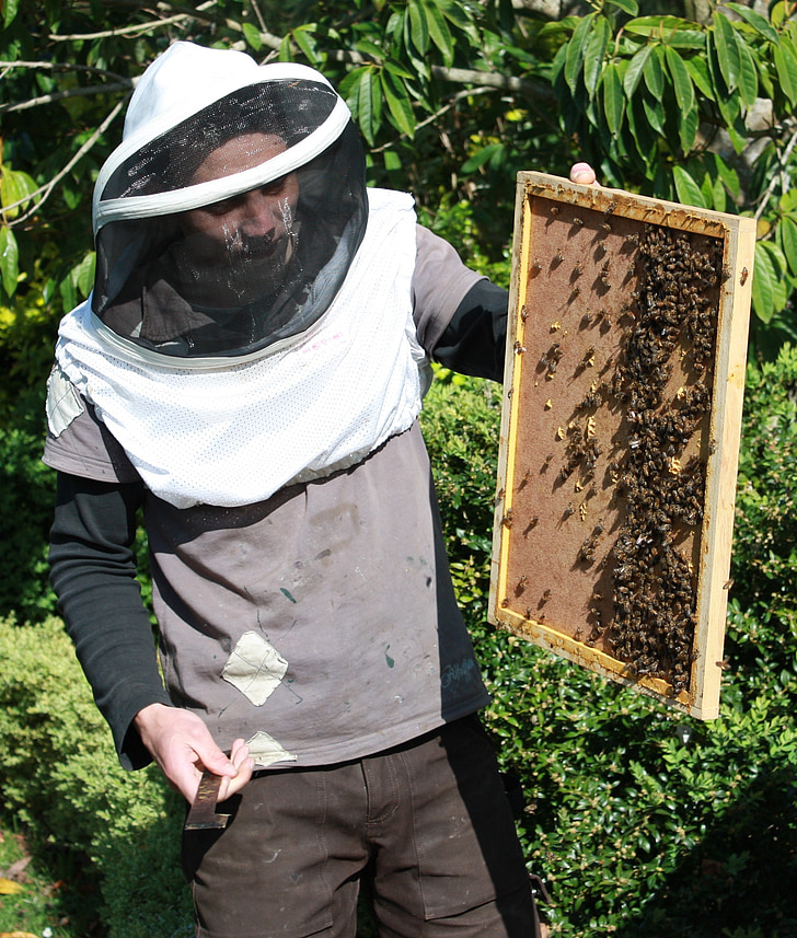 abelles, l'apicultura, mel
