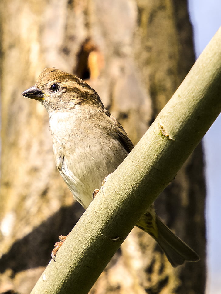 Sparrow, Sperling, Vrabec domácí, pták, zpěvný pták, zahradní pták, Příroda