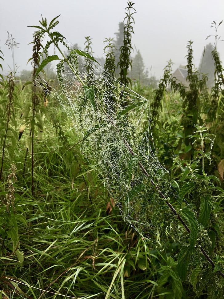 cobweb, morgenstimmung, fog, meadow